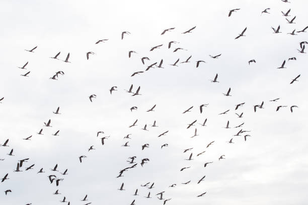 flying birds migratory passage Sandhill crane in the sky stock photo