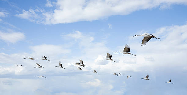 flying birds stock photo