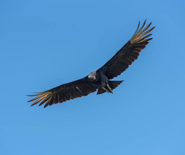 flying black vulture, Drake Bay, Costa Rica stock photo