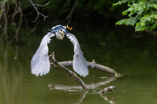 Black-crowned night heron (Nycticorax nycticorax) flying in a pond.