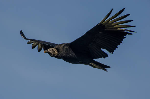flying black-headed vulture Black vulture flying through blue sky american black vulture stock pictures, royalty-free photos & images