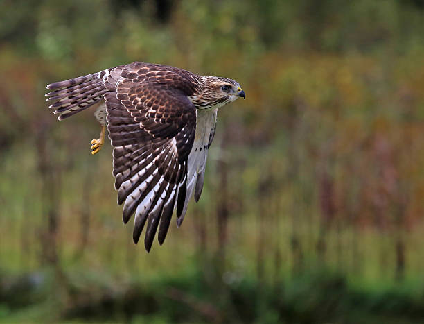 Flying Broad-winged Hawk stock photo