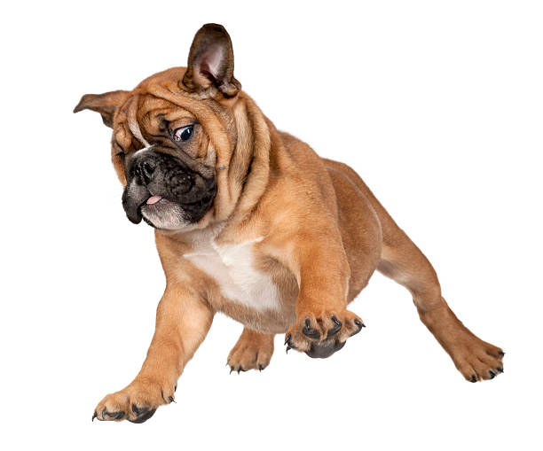 Flying brown boxer puppy isolated on white background Flying Boxer puppy against white background boxer puppies stock pictures, royalty-free photos & images