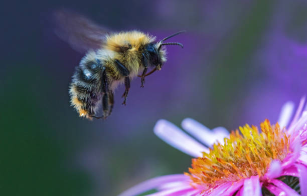 Flying bumble bee stock photo