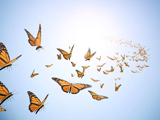Flying butterflys  butterfly insect stock pictures, royalty-free photos & images