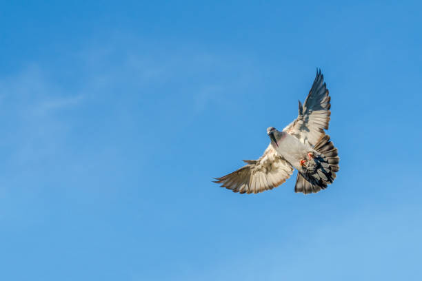 Flying carrier pigeon with a  blue sky as background stock photo