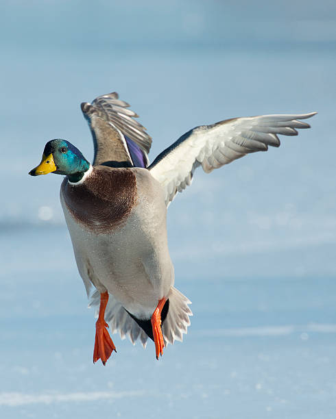Flying Duck A flying Drake Mallard over a frozen wetland drake stock pictures, royalty-free photos & images