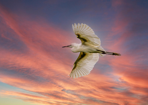 An egret flying in the sunset glow of Macao,China.