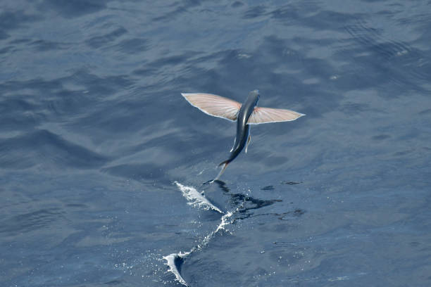 Flying fish species stock photo