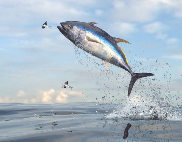 Flying fishes running away from yellow tail tuna fish 3d Render stock photo