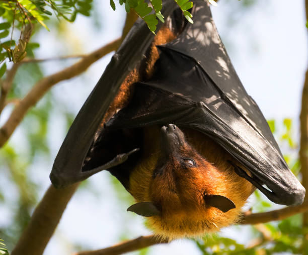 Flying fox hanging upside down with its wings folded stock photo