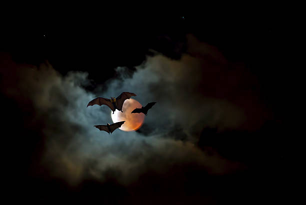 Flying Fox or fruit bat over dark sky Halloween night with bats flying at sunset vampire stock pictures, royalty-free photos & images