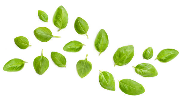flying fresh basil herb leaves isolated on white background. top view. flat lay. - manjericos imagens e fotografias de stock