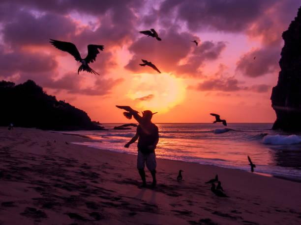 Flying Frigate birds being fed Fernando de Noronha, Brazil stock photo