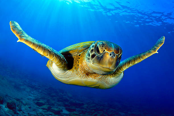 Flying green turtle A green turtle in the blue school of fish stock pictures, royalty-free photos & images