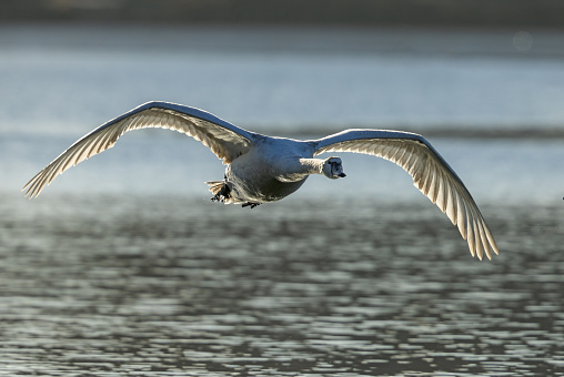 Mute swan (Cygnus olor) flying in a beautiful sunlight.