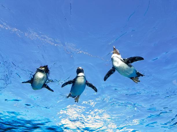 Flying penguins Flying penguins adelie penguin stock pictures, royalty-free photos & images
