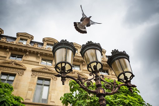 Flying pigeon and Vintage lantern in Paris, France