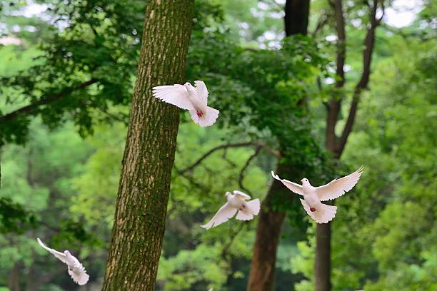Flying pigeons In the woods  03 stock photo