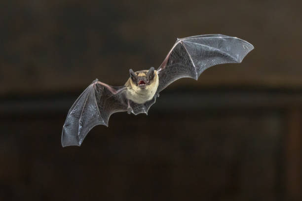 Flying Pipistrelle bat on wooden ceiling stock photo