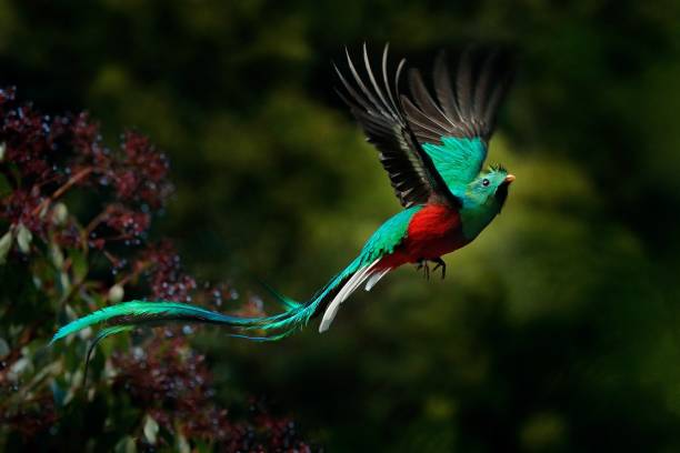 Flying Resplendent Quetzal, Pharomachrus mocinno, Savegre in Costa Rica, with green forest background. Magnificent sacred green and red bird. Action fly moment with Resplendent Quetzal. Birdwatching stock photo