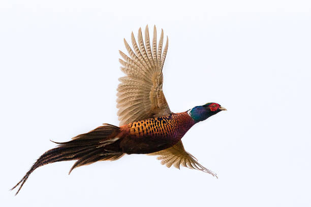 Flying Rooster Pheasant isolated on white  (Phasianus colchicus) Pheasant - Bird, Pheasant Meat, Flying, Fasan chicken bird photos stock pictures, royalty-free photos & images