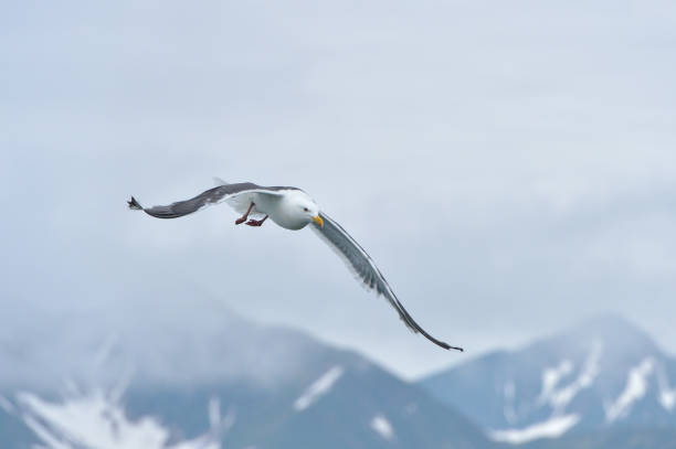 Flying seagull on a background of mountains. stock photo