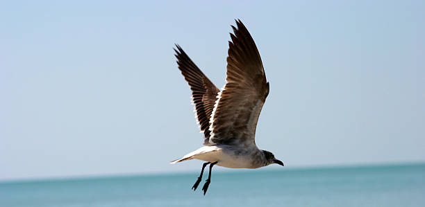 Flying Seagull stock photo