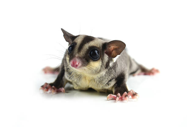Flying squirrel, Sugarglider isolated on white stock photo