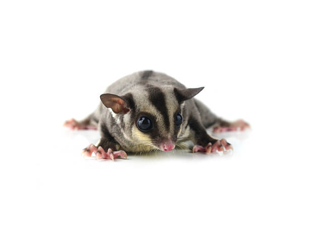 Flying squirrel, Sugarglider isolated on white stock photo
