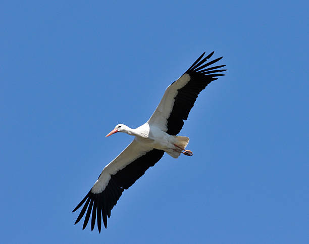 Flying Stork stock photo