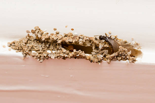 Flying termites break through home's a baseboard Flying, winged termites break through a paint layer, leaving debris on the top edge of a home's baseboard. These termites are indicative of a mature colony in the home and require treatment by termite and pest control professionals.    termite damage stock pictures, royalty-free photos & images