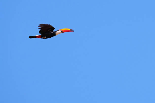 Flying Toco Toucan, Ramphastos Toco, also known as the Common Toucan, Giant Toucan, Pantanal, Mato Grosso do Sul, Brazil stock photo