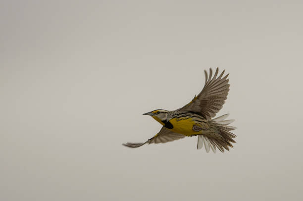 flying with flair eastern meadowlark in flight meadowlark stock pictures, royalty-free photos & images