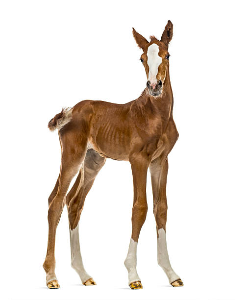 foal looking at the camera isolated on white - foal isolated bildbanksfoton och bilder