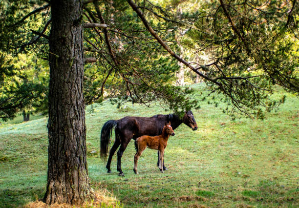 foal with a Mare on a mountain pasture stock photo