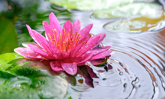Focus at pollen of pink lotus flower is blooming with blurred motion of water ripple in a pond at morning time