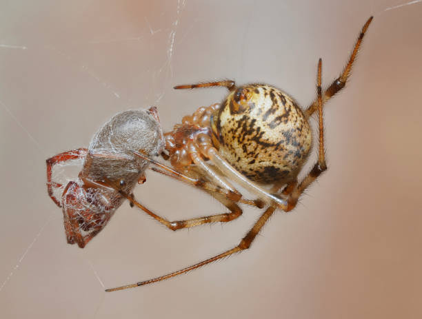 A Focus Stacked Close-up Image of a Common House Spider Wrapping Up It's Prey stock photo