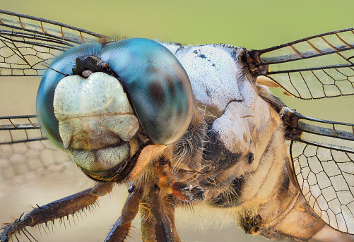 An Extreme Closeup Focus Stacked Image of a Very Cooperative Blue Dasher Dragonfly