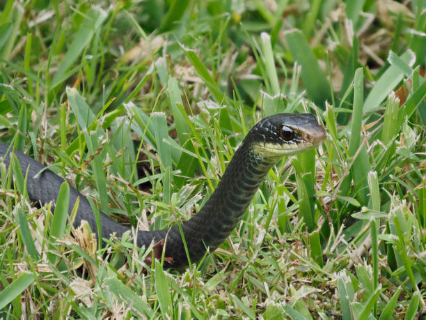 A Focus Stacked Image of a Black Racer Crawling Through Saint Augustine Grass stock photo