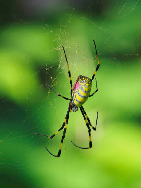 A Focus Stacked Image of an East Asian Joro Spider stock photo