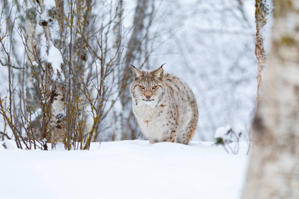 fokuserad lynx katt med vilda ögon promenader i den kalla vinter skogen - europeiskt lodjur bildbanksfoton och bilder