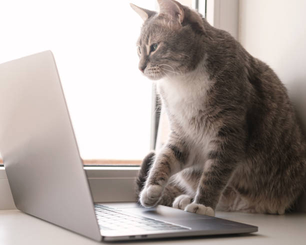 Focused, serious cat works remotely on a laptop, sitting on a windowsill by the window at home. Lifestyle. stock photo
