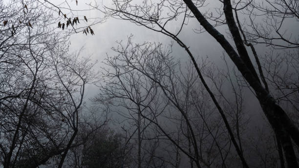 fog in the deep forest - tadic stockfoto's en -beelden
