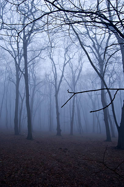 Fog in the forest. stock photo