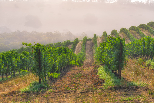 Foto de Fog In The Vineyards Of Napa Valley e mais fotos de stock de