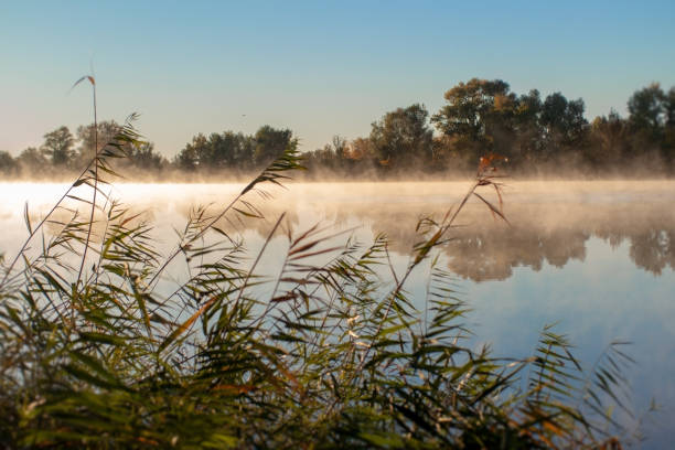 fog on the river at sunrise through reeds stock photo