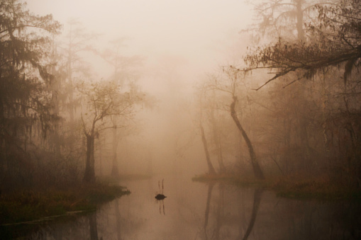 Foggy dawn at the cypress swamp at Lake Martin, Breaux Bridge, Louisiana, USA