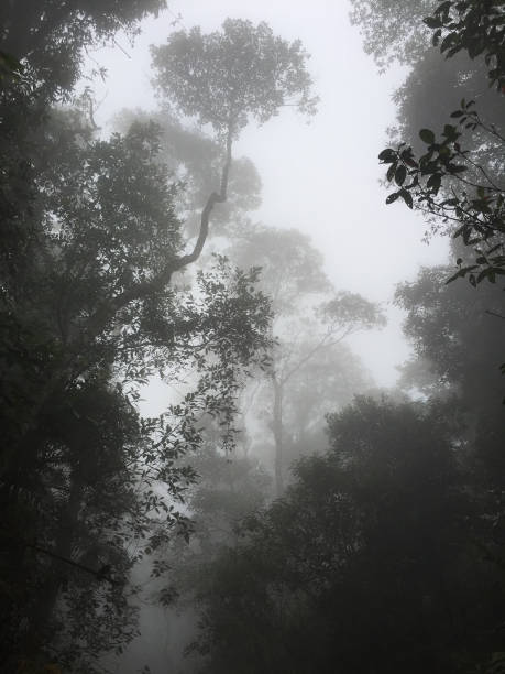 Foggy forest on Hamburger Hill stock photo
