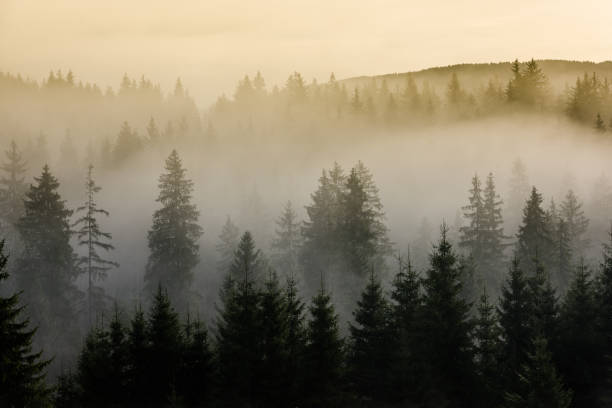 Foggy mountain landscape. stock photo
